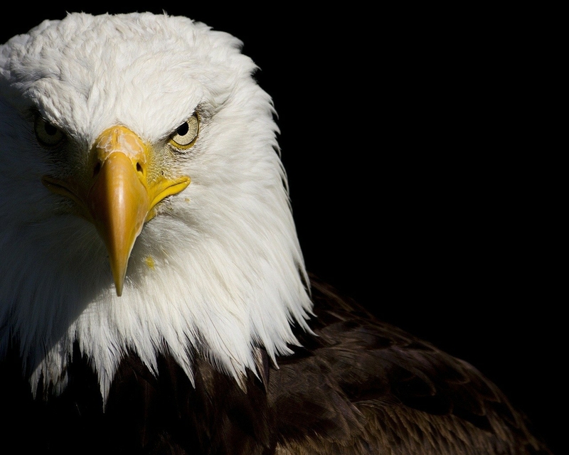 63474350-eagle-wallpapers